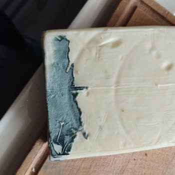 Altınkılıç Peynirin Küflenmesi