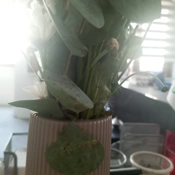 Çiçek Siparişimde Kırık Vazo Ve İlgisizlik Mağduriyeti