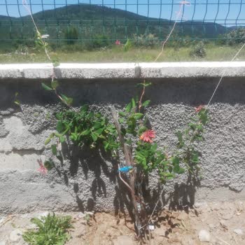 Yanlış Türde Ve Kokusu Olmayan Hanımeli Fidesi Gönderildi, Şikayetim Dikkate Alınmadı