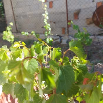 Yanlış Türde Ve Kokusu Olmayan Hanımeli Fidesi Gönderildi, Şikayetim Dikkate Alınmadı