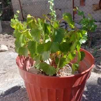 Yanlış Türde Ve Kokusu Olmayan Hanımeli Fidesi Gönderildi, Şikayetim Dikkate Alınmadı