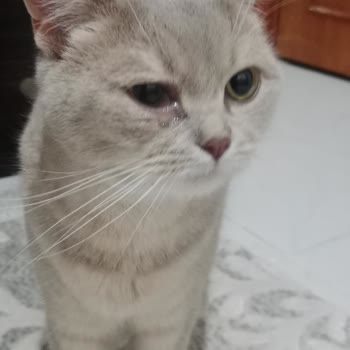 Kedimin Sağlığı Bozuldu, Klinik Hem İlgisiz Hem Pahalı!