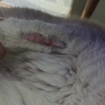 Kedimin Sağlığı Bozuldu, Klinik Hem İlgisiz Hem Pahalı!