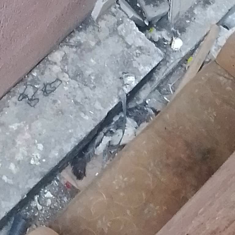 Arka Bahçemde Ölmek Üzere Olan Kedi İçin Yardım Talebi