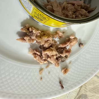 Fide Ton Balığında Kötü Koku Ve Şüpheli Görüntü