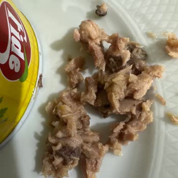 Fide Ton Balığında Kötü Koku Ve Şüpheli Görüntü