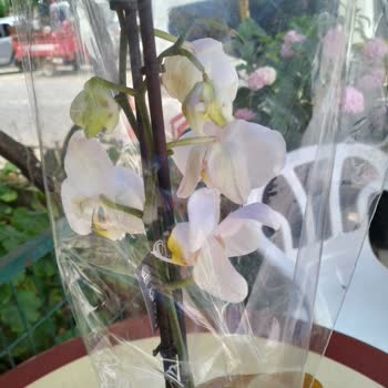 Solmuş Orkide Ve Sonuçsuz İade Talebi Hayal Kırıklığı Yarattı