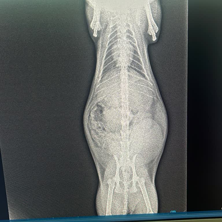 Ateş Veteriner Kliniği Yanlış Tedavi ve Para Odaklı Yaklaşım Nedeniyle Büyük Hayal Kırıklığı