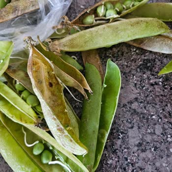 Migros Sanal Markette Bozuk Ve Eksik Ürün Sorunu