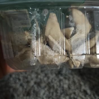 Ekmecik Mantıda Kötü Koku