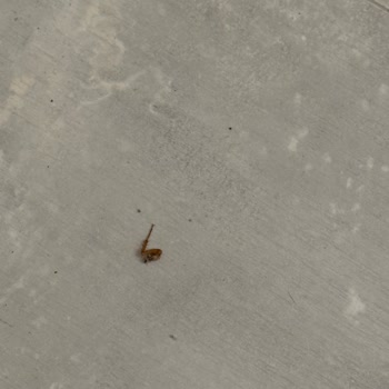 Odalarda Temizlik Sorunu Ve Haşere Problemi