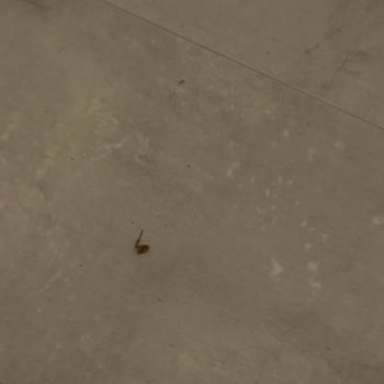 Odalarda Temizlik Sorunu Ve Haşere Problemi