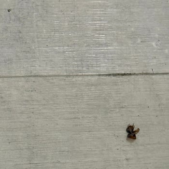 Odalarda Temizlik Sorunu Ve Haşere Problemi