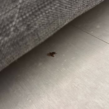 Odalarda Temizlik Sorunu Ve Haşere Problemi