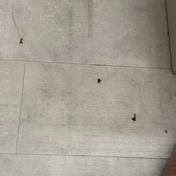 Odalarda Temizlik Sorunu Ve Haşere Problemi