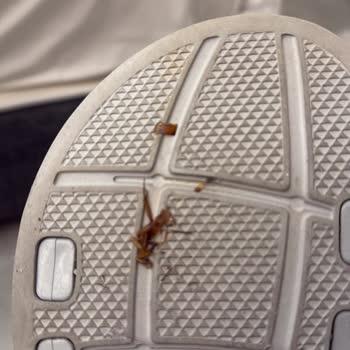 Odalarda Temizlik Sorunu Ve Haşere Problemi