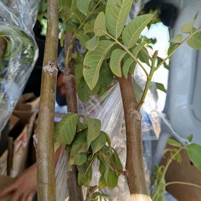 Işık Fidancılık Peyzaj (bandirmabahcemarketi.com) Ürünüm Kargoda Kayboldu