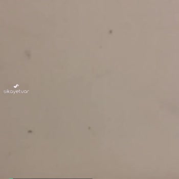 Adana Şehir Hastanesi Odalarında Tahtakuruları Var