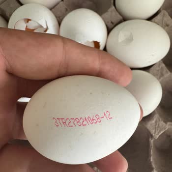 Kumartaşlı Gıda Kırık Ve Kalitesiz Yumurtalarla Tüketici Mağduriyeti