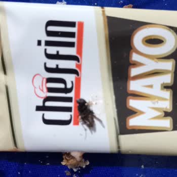 Meşhur Dürümcü Celo Dürümün İçinden Sinek Çıktı, Hijyen Sıfır!