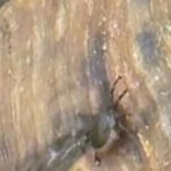 Piknik Alanında Sağlığımız Tehlikede, Acil Önlem Bekliyoruz