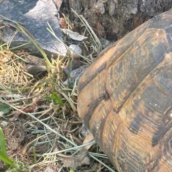 Piknik Alanında Sağlığımız Tehlikede, Acil Önlem Bekliyoruz