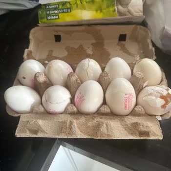 Migros Sanal Marketten Kırık Yumurta Teslimatı Ve İlgisiz Müşteri Hizmeti