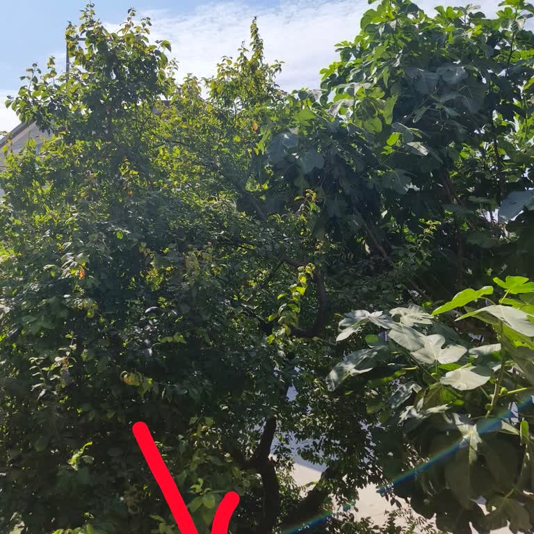 Fotoğraflarda Otomatik Model Yazısı Kaldırılamıyor