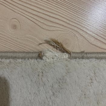 Hanzade Halı Ve Koltuk Yıkama (Bursa) Paramla Mağdur Oldum