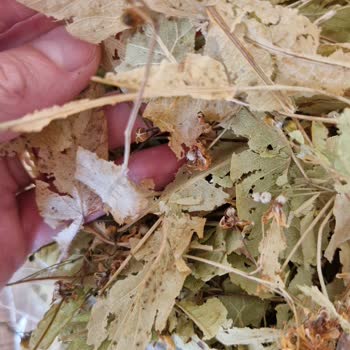 Ihlamur Ürünü Kalitesi Hakkında Şikayet