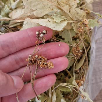 Ihlamur Ürünü Kalitesi Hakkında Şikayet