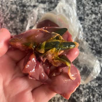 Gedik Piliç Aldığım Ciğerin Kalitesiz Ve Sağlıksız Olması!