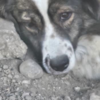 Belediye Ekibinin Köpeğime Uyguladığı Şiddet Ve Sorumsuzluk Vicdanımı Yaraladı