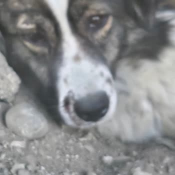 Belediye Ekibinin Köpeğime Uyguladığı Şiddet Ve Sorumsuzluk Vicdanımı Yaraladı