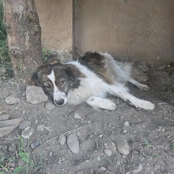 Belediye Ekibinin Köpeğime Uyguladığı Şiddet Ve Sorumsuzluk Vicdanımı Yaraladı