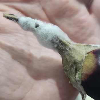 Siemens Buzdolabında Sebzeler Hızla Bozuluyor, Firma Sorunu Kabul Etmiyor