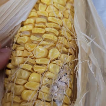 Migros Hemen'den Gönderilen Bozuk Mısır Ve İade Sorunu