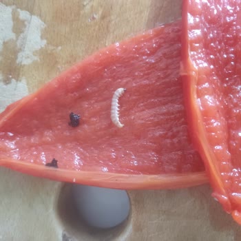 Aldığım Üründe Böcek Çıkması Hayal Kırıklığı Yarattı