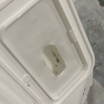 Islak Mendil Üzerinde Küf Oluşumu Ve Sağlık Riski