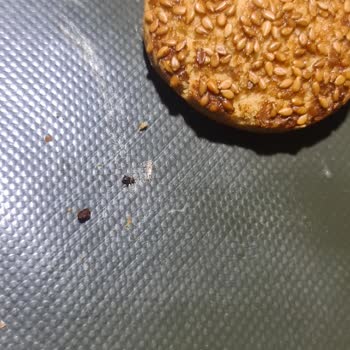 Üründe Böcek Çıkması Ve Sağlık Endişesi