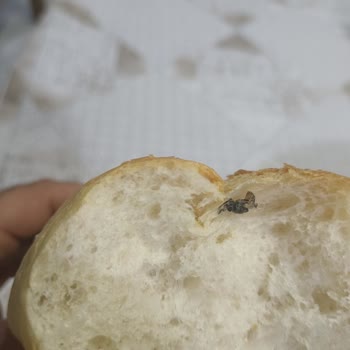 Halk Ekmekten Sinek Çıktı, Hijyen Sorunu Var!