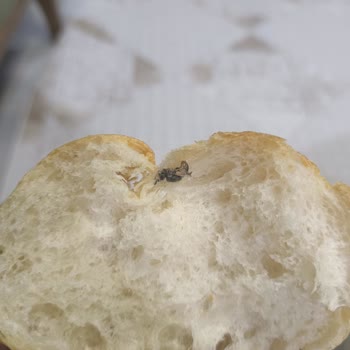 Halk Ekmekten Sinek Çıktı, Hijyen Sorunu Var!