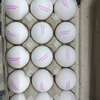 Bili Bili Yumurta Boyutu Sorunu