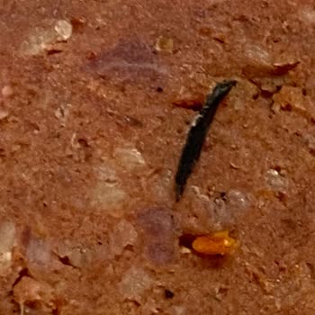 Torku Sucukta Plastik Ve Sivri Parça Tehlikesiyle Karşılaştık, Güvenimiz Sarsıldı