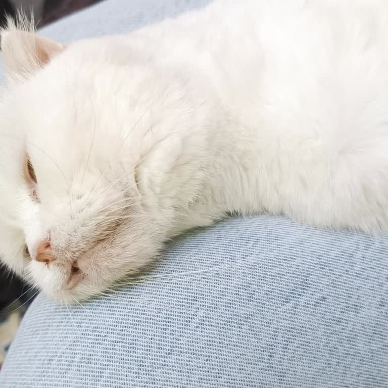 Yanlış Yönlendirme Ve İlgisizlik Yüzünden Kedim Yoğun Bakıma Alındı