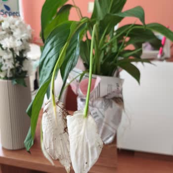 Evlilik Yıldönümünde Solmuş Çiçek Ve İlgisiz Müşteri Hizmetleri