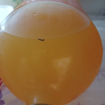 Fanta İçecekte Siyah Cisimle Karşılaşmak Endişe Verici