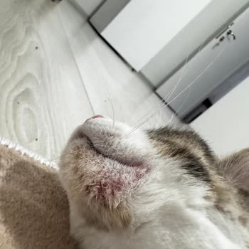 Aldığım Mama Kedimin Sağlığını Bozdu