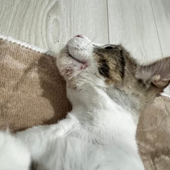 Aldığım Mama Kedimin Sağlığını Bozdu