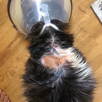 Nexgard Combo Kedimde Alerji Yaptı